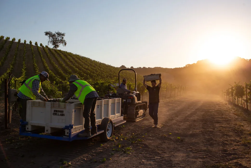 Harvest crew picking grapes at sunrise at Armaa.N Estate vineyard in the Willow Creek District of Paso Robles