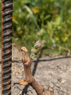 Where did all the mustard go