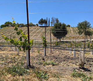 Where did all the mustard go