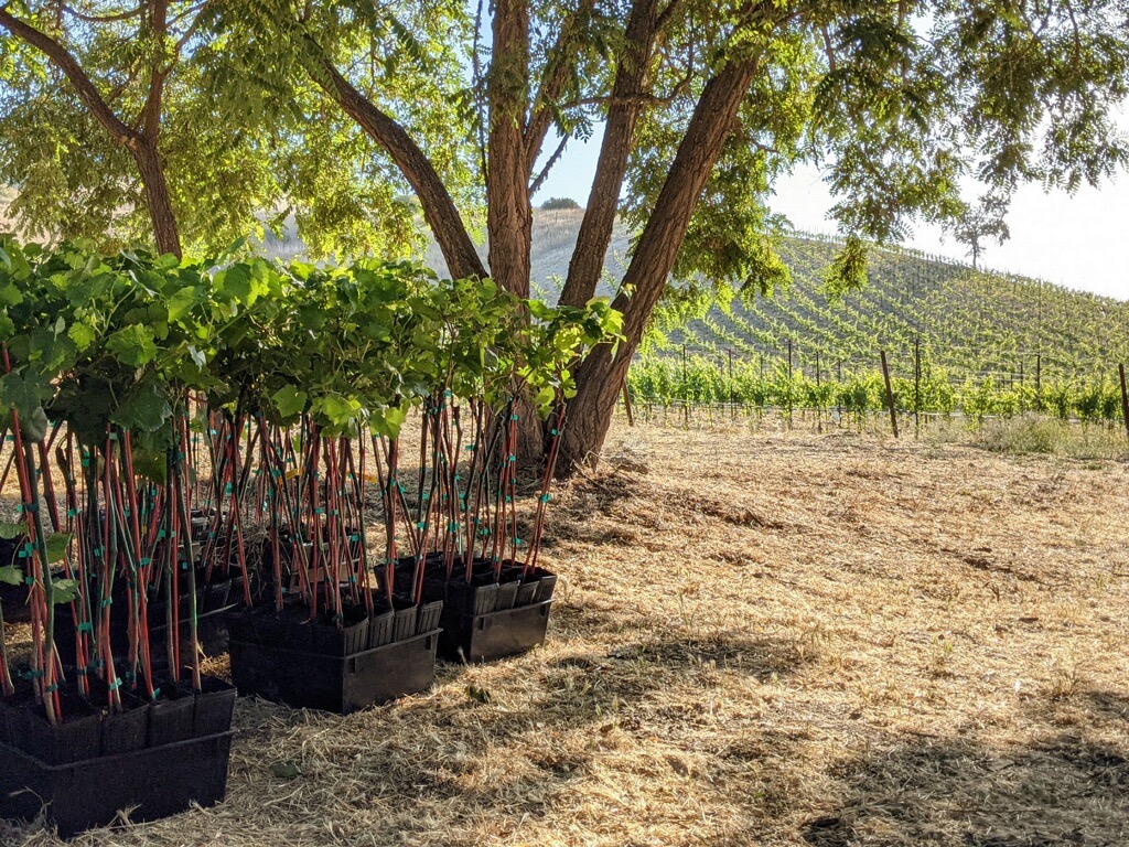 LXV Syrah Replants
