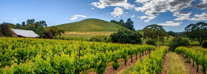 white Bordeaux Happy Canyon Santa Barbara - Semillon