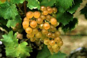 Semillon White Bordeaux Grape