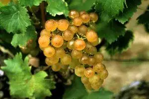 2020 SEMILLON: A REFRESHING SUMMER TIME WHITE BORDEAUX WITH A CENTRAL COAST ATTITUDE Semillon White Bordeaux Grape