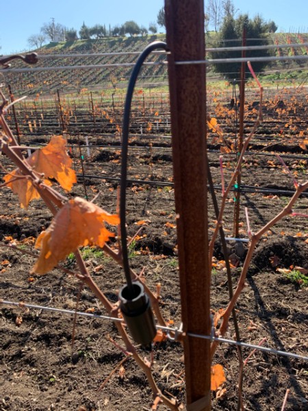 Frost Protection for Cabernet Franc