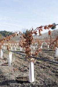 LXV Pruning - Cabernet Franc