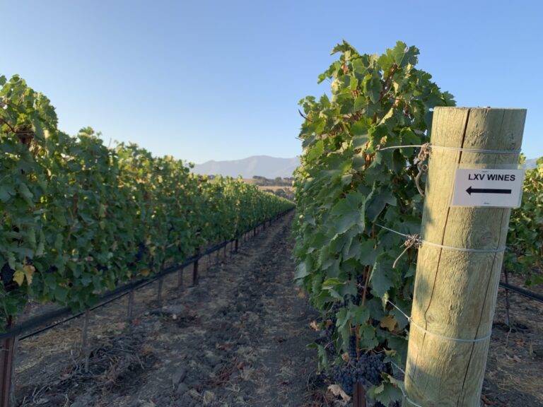 LXV Syrah Wine- Whitehawk Vineyard