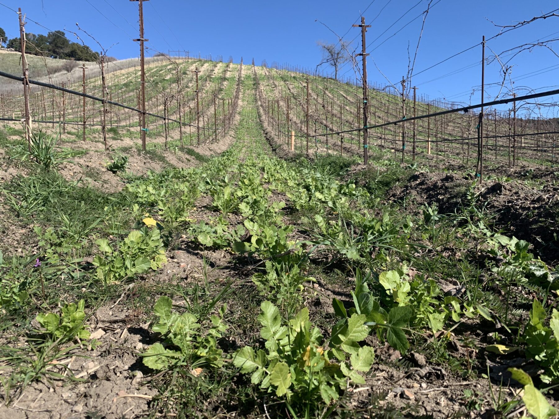 Paso Robles Vineyard Armaa.N Vineyard Willow Creek AVA