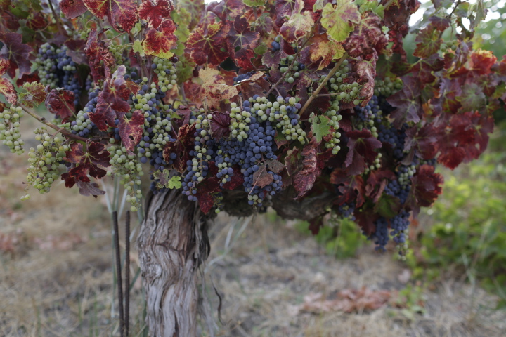 LXV Sangiovese - Santa Ynez Vineyard