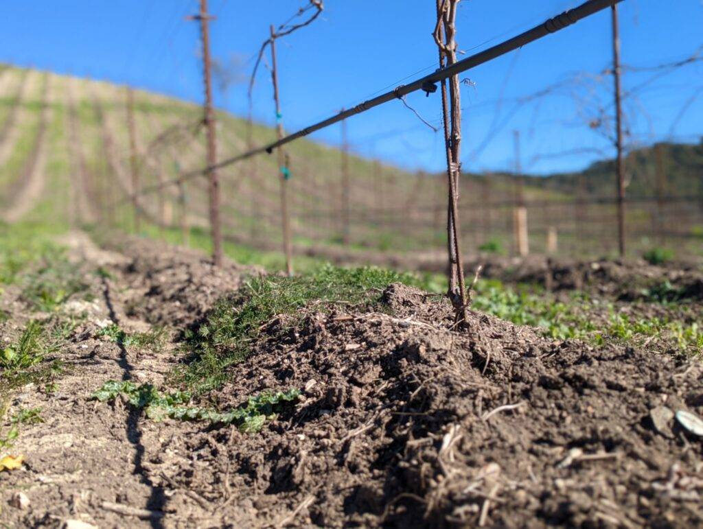 Paso Robles Vineyard LXV Willow Creek Vineyard Graft Unions