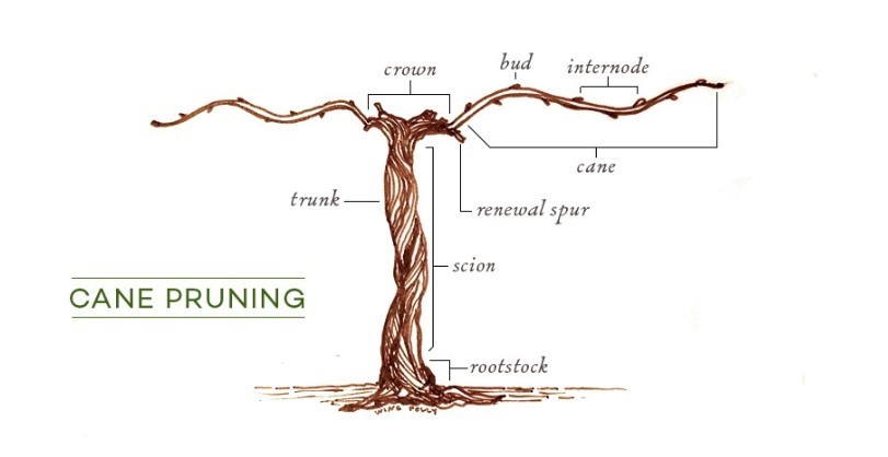 Pruning at LXV Armaa.N Paso Robles Vineyard