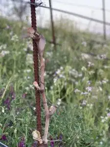 Spring in Armaa.N vineyard Bud Break in April at LXV Paso Robles Vineyard