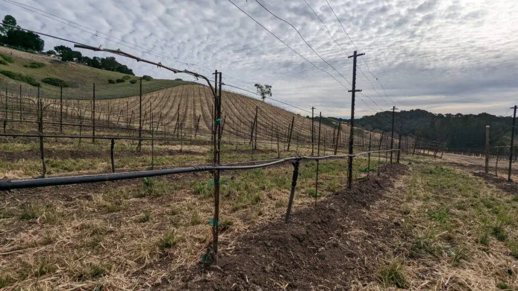 Spring in Armaa.N vineyard Mowed Cover Crop at Armaan Paso Robles Vineyard