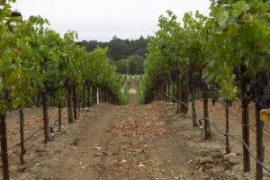 Onx Estate Vineyard Paso Robles