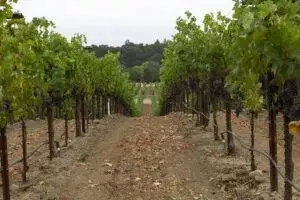 LXV 2020 Jewel - A compelling culinary wine Onx Estate Vineyard Paso Robles