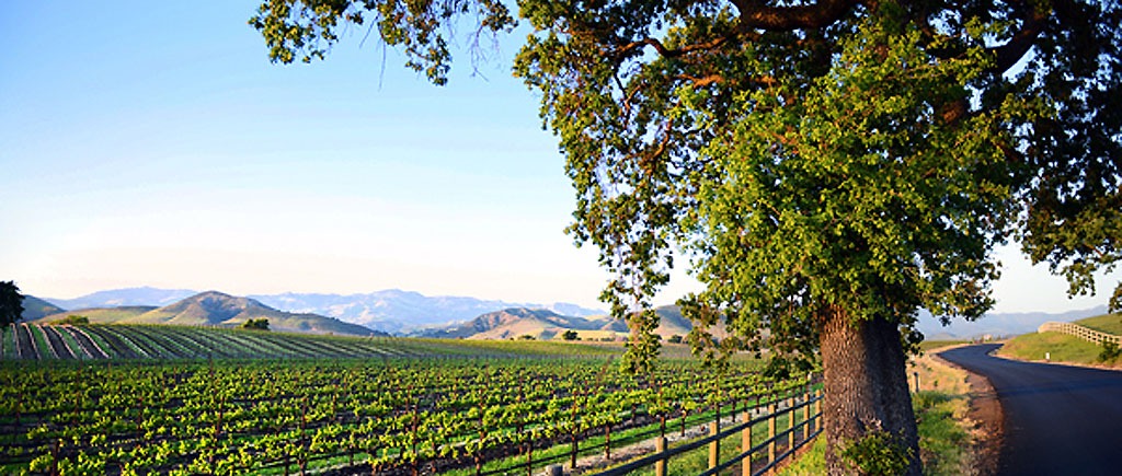 Vogelzang Vineyard, Sauvignon Blanc