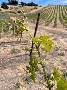 Cab Fran and Syrah at LXV Vineyard