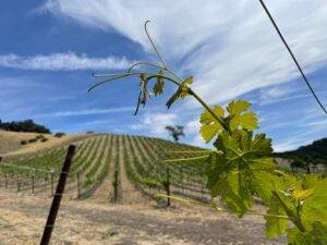 Canopy Management Bloom at LXV