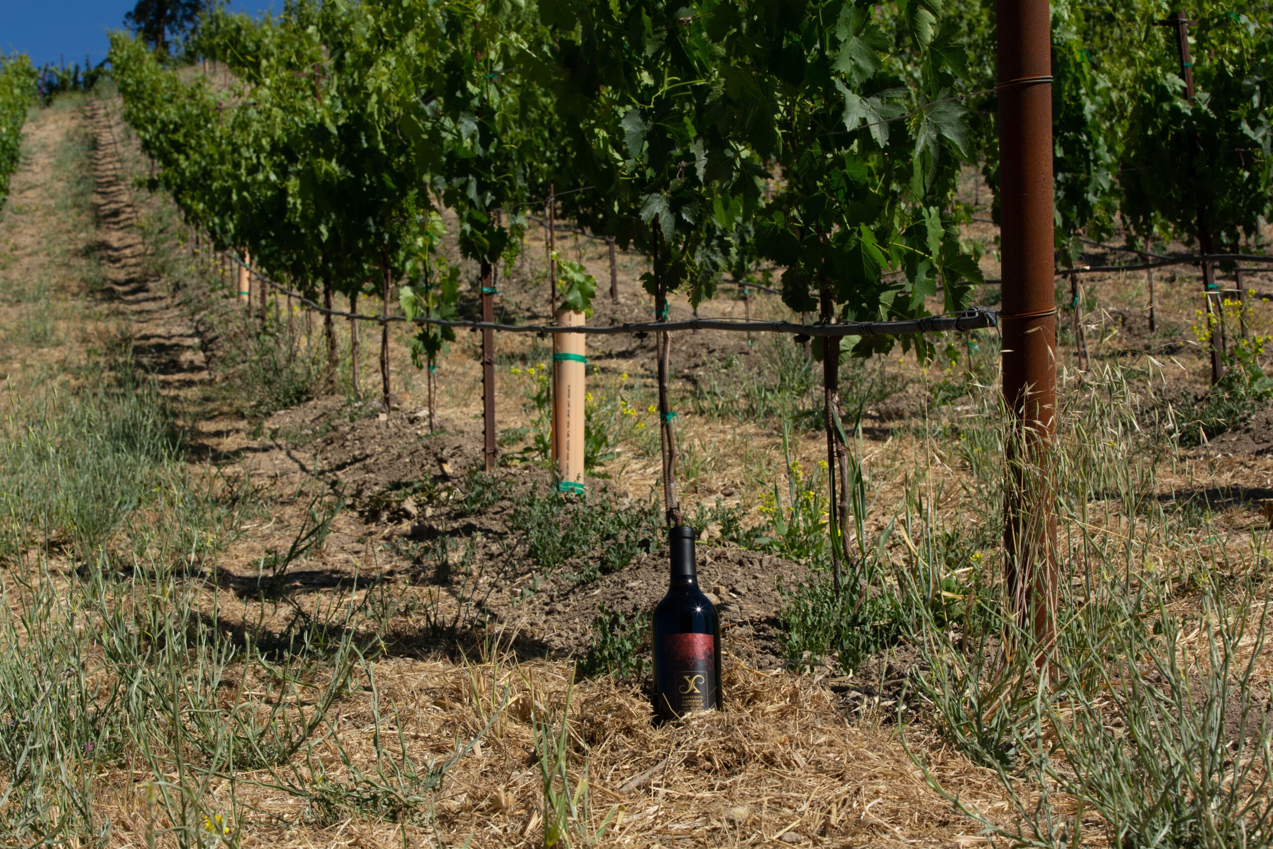 LXV 2020 Reserve Cab Sauv