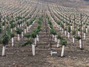 Young Cabernet Franc Vines at LXV Armaa.N Vineyard