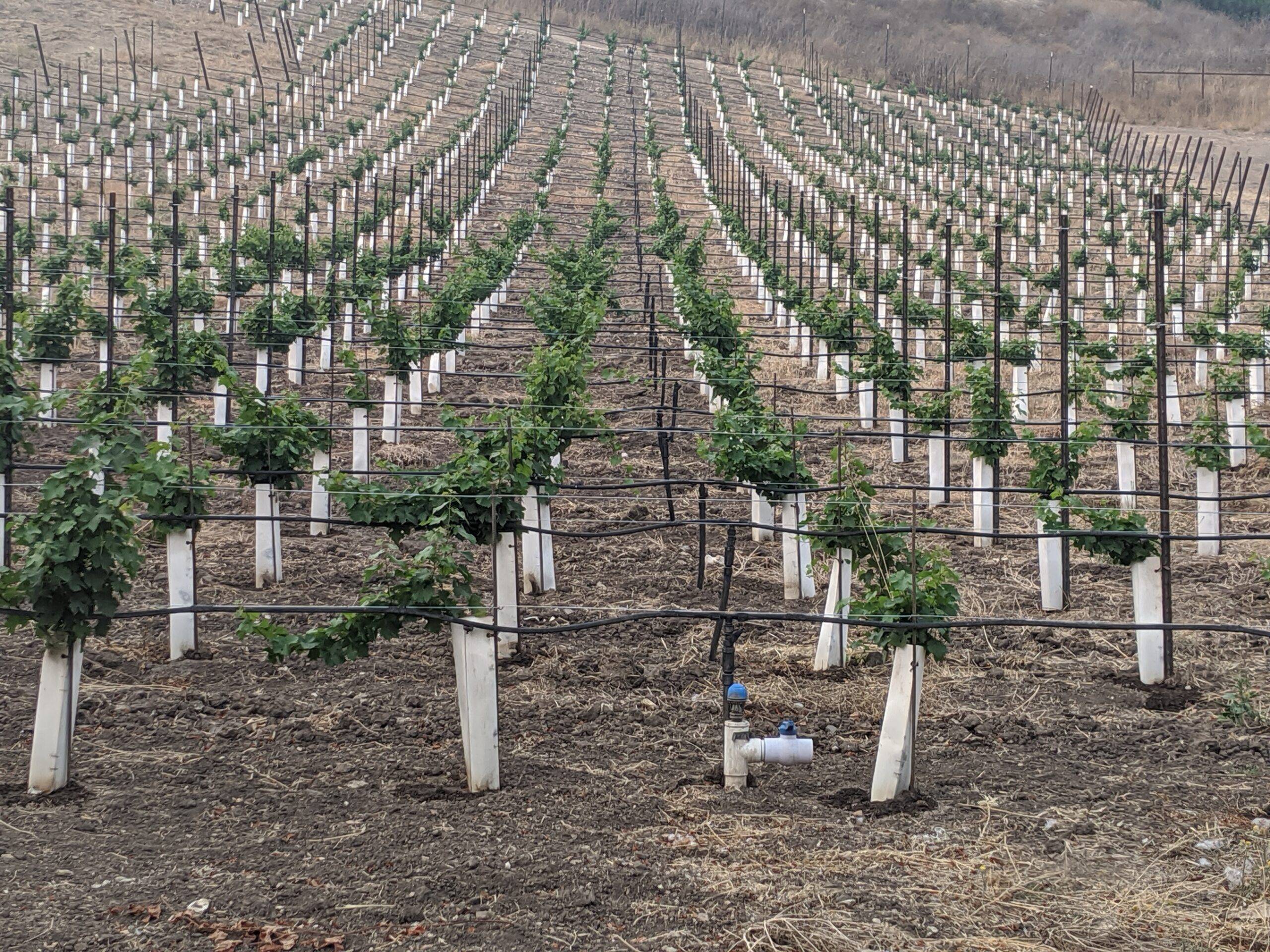 Young Cabernet Franc Vines at LXV Armaa.N Vineyard