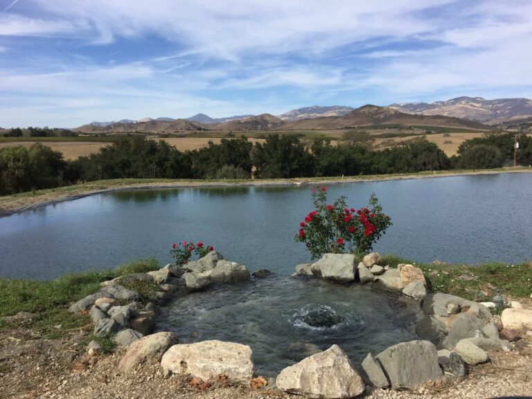 Sauvignon Blanc in Paso Robles