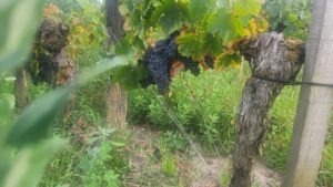 60 year old Cabernet Franc St Emilion