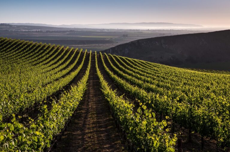 Bien Nacido Vineyards