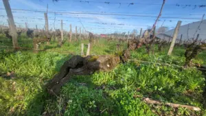 Cabernet Franc Vineyard St Emilion Bordeaux