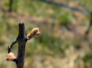 Bud Break at Armaan LXV Willow Creek Vineyard