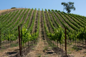 LXV ArmaaN Vineyard Willow Creek AVA