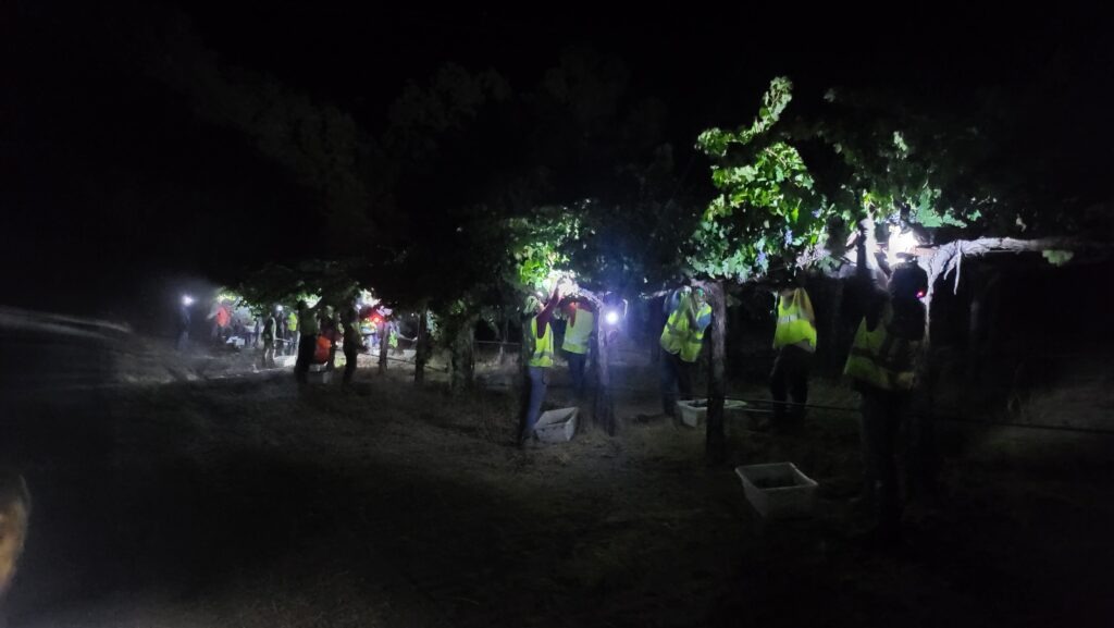 lxv wine night harvest g2 north vineyard 1