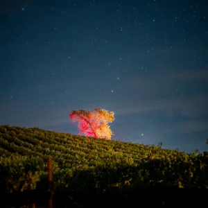 Armaan Estate Vineyard Willow Creek AVA