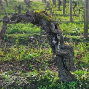 Saint-Emilion Grand Cru Classe